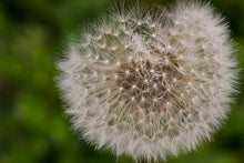 Load image into Gallery viewer, Photo Wallpaper The dandelion in nature