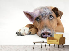 Load image into Gallery viewer, Photo Wallpaper The funny pig dog