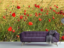 Load image into Gallery viewer, Photo Wallpaper The poppy in the wind