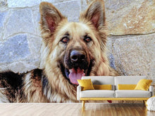 Load image into Gallery viewer, Photo Wallpaper The german shepherd