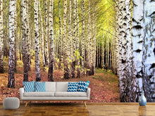 Load image into Gallery viewer, Photo Wallpaper the path between birches