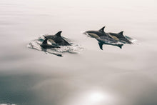 Load image into Gallery viewer, Photo Wallpaper The dolphins