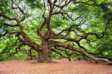 Load image into Gallery viewer, Photo Wallpaper The Oak