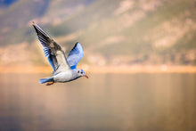 Load image into Gallery viewer, Photo Wallpaper The flying seagull