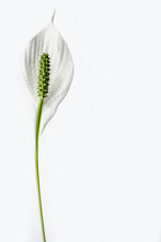 Load image into Gallery viewer, Photo Wallpaper The peace lily