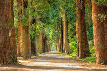 Load image into Gallery viewer, Photo Wallpaper The green avenue
