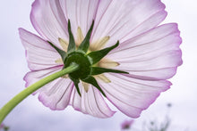 Load image into Gallery viewer, Photo Wallpaper The cosmos flower
