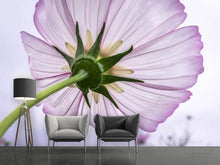 Load image into Gallery viewer, Photo Wallpaper The cosmos flower