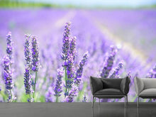 Load image into Gallery viewer, Photo Wallpaper The lavender blossom