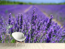 Load image into Gallery viewer, Photo Wallpaper The lavender flowers