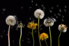 Load image into Gallery viewer, Photo Wallpaper The phases of dandelion