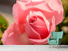 Load image into Gallery viewer, Photo Wallpaper The rose in pink