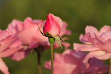 Load image into Gallery viewer, Photo Wallpaper The rosebud