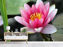 Load image into Gallery viewer, Photo Wallpaper The water lily in pink