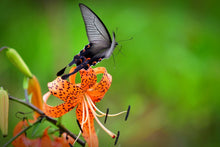 Load image into Gallery viewer, Photo Wallpaper The Tiger Lily and the butterfly