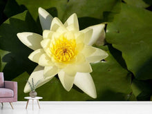 Load image into Gallery viewer, Photo Wallpaper The water lily in yellow