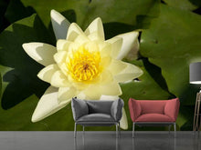 Load image into Gallery viewer, Photo Wallpaper The water lily in yellow