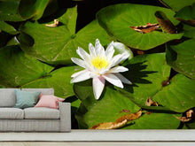 Load image into Gallery viewer, Photo Wallpaper The white water lily