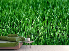 Load image into Gallery viewer, Photo Wallpaper The meadow in XL