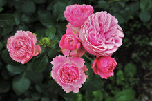 Load image into Gallery viewer, Photo Wallpaper The wild roses in pink