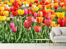 Load image into Gallery viewer, Photo Wallpaper A colorful tulip field