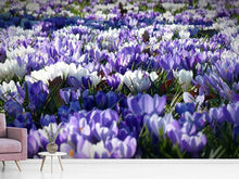 Load image into Gallery viewer, Photo Wallpaper A field full of crocuses