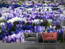 Load image into Gallery viewer, Photo Wallpaper A field full of crocuses