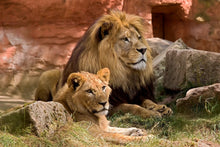Load image into Gallery viewer, Photo Wallpaper A lion couple