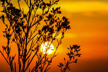 Load image into Gallery viewer, Photo Wallpaper A shrub in the sunset