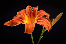Load image into Gallery viewer, Photo Wallpaper A lily flower in orange