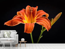 Load image into Gallery viewer, Photo Wallpaper A lily flower in orange