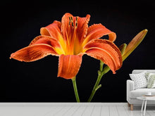Load image into Gallery viewer, Photo Wallpaper A lily flower in orange