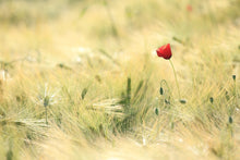 Load image into Gallery viewer, Photo Wallpaper A poppy