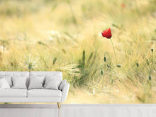 Load image into Gallery viewer, Photo Wallpaper A poppy