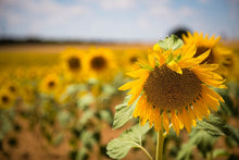 Load image into Gallery viewer, Photo Wallpaper A sunflower in the field