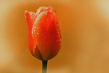 Load image into Gallery viewer, Photo Wallpaper A tulip in the morning dew