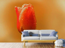 Load image into Gallery viewer, Photo Wallpaper A tulip in the morning dew