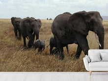 Load image into Gallery viewer, Photo Wallpaper Elephant family
