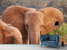Load image into Gallery viewer, Photo Wallpaper Elephant ears
