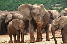 Load image into Gallery viewer, Photo Wallpaper Elephant herd in Africa