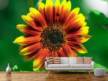 Load image into Gallery viewer, Photo Wallpaper Colorful sunflower