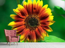 Load image into Gallery viewer, Photo Wallpaper Colorful sunflower