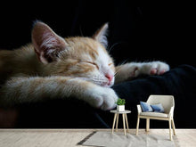 Load image into Gallery viewer, Photo Wallpaper Lazy cat