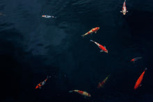Load image into Gallery viewer, Photo Wallpaper Fish in the pond