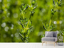 Load image into Gallery viewer, Photo Wallpaper Fresh thyme