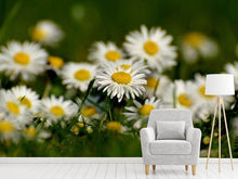 Load image into Gallery viewer, Photo Wallpaper Daisies XL 2