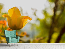 Load image into Gallery viewer, Photo Wallpaper Yellow tulip in the nature