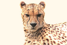Load image into Gallery viewer, Photo Wallpaper Cheetah in the sun