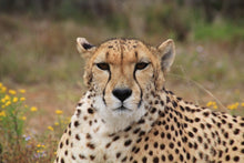 Load image into Gallery viewer, Photo Wallpaper Cheetah XL
