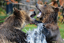 Load image into Gallery viewer, Photo Wallpaper Grizzly fight